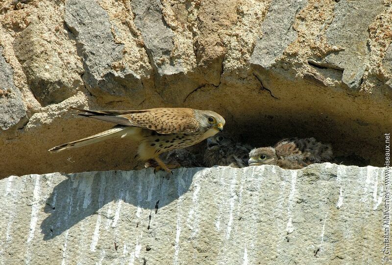 Common Kestrel male adult breeding