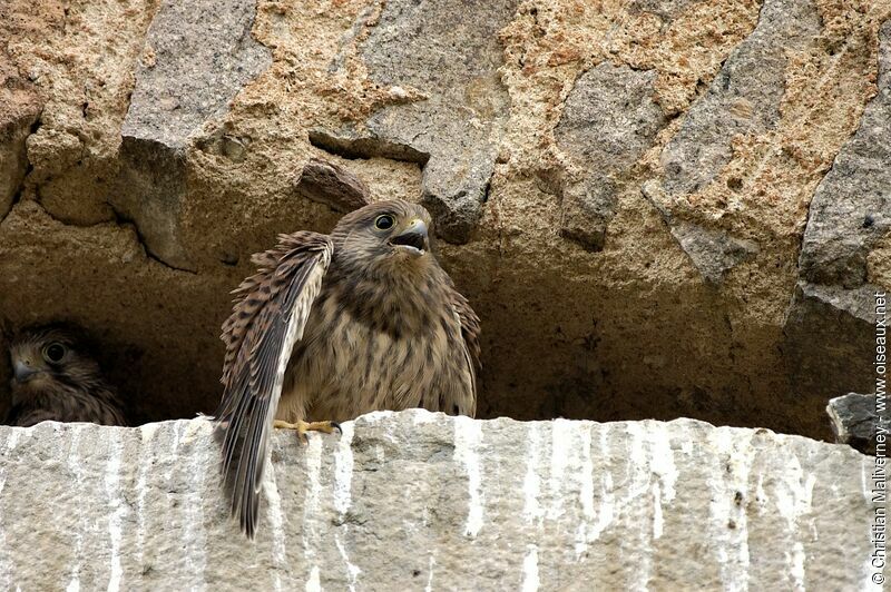 Common Kestreljuvenile