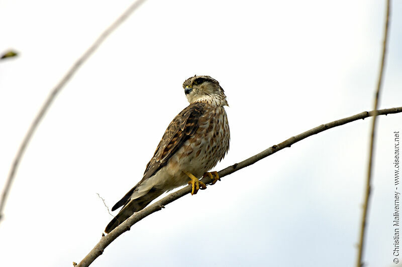 Merlin female adult