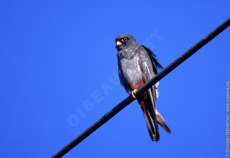 Red-footed Falcon male adult breeding