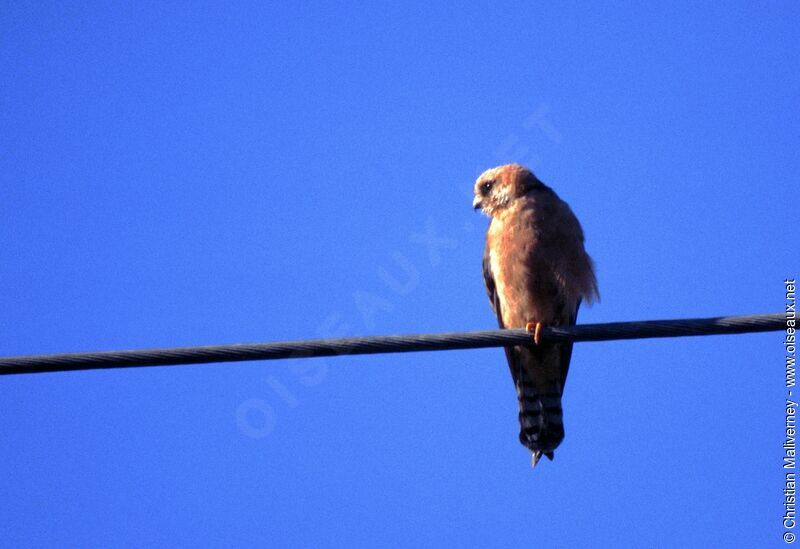 Red-footed Falcon female adult breeding