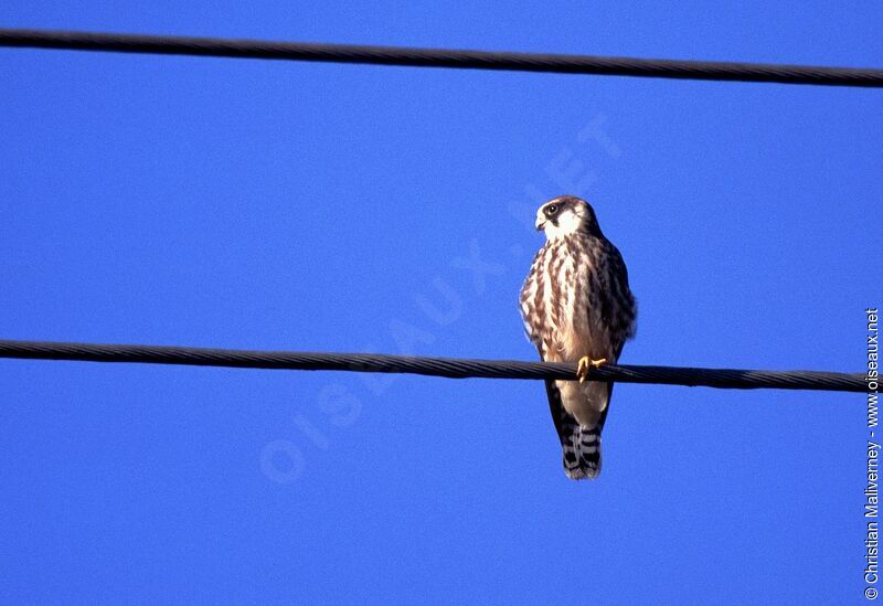 Red-footed Falconimmature