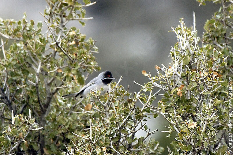 Rüppell's Warbler male adult breeding