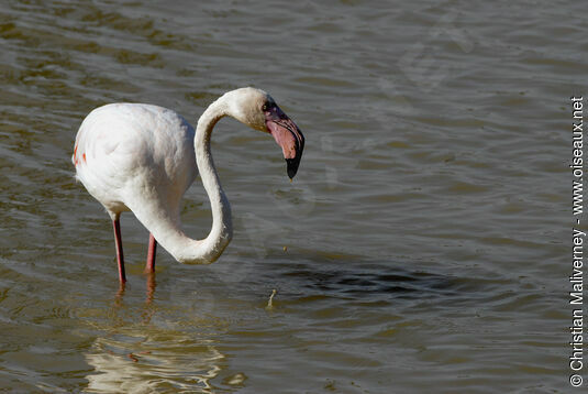 Flamant roseadulte