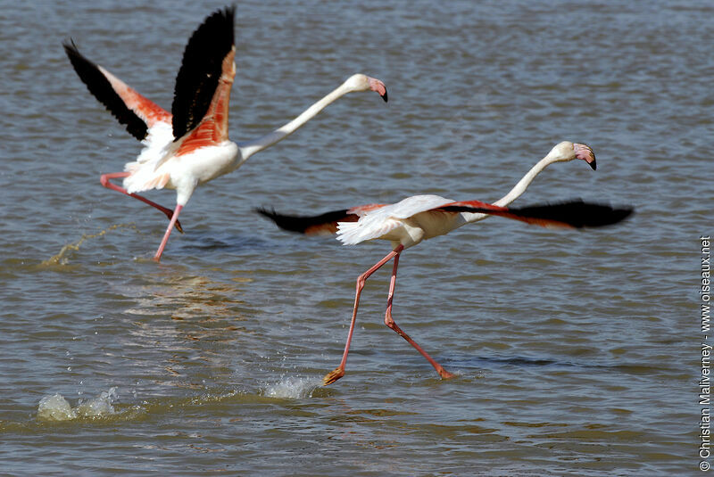 Greater Flamingoadult