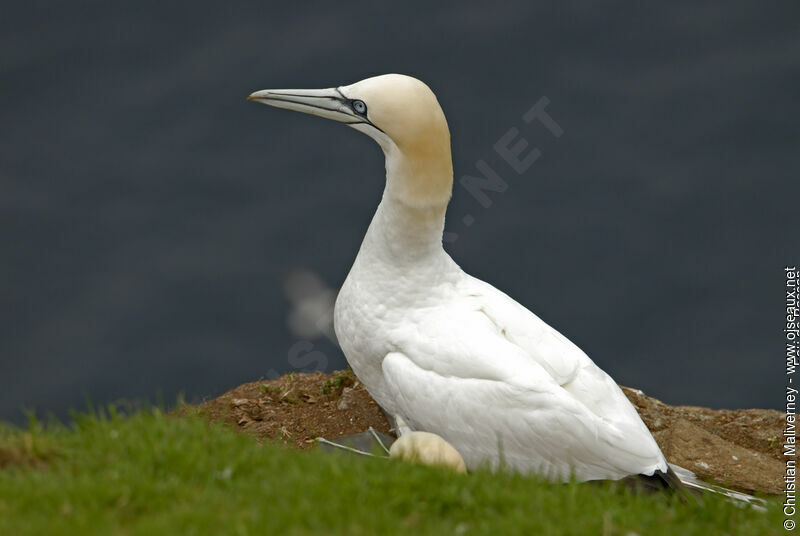 Northern Gannetadult breeding, identification, Reproduction-nesting