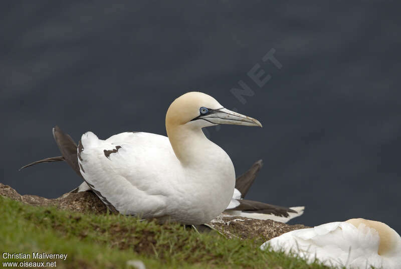 Northern Gannetadult breeding, Reproduction-nesting