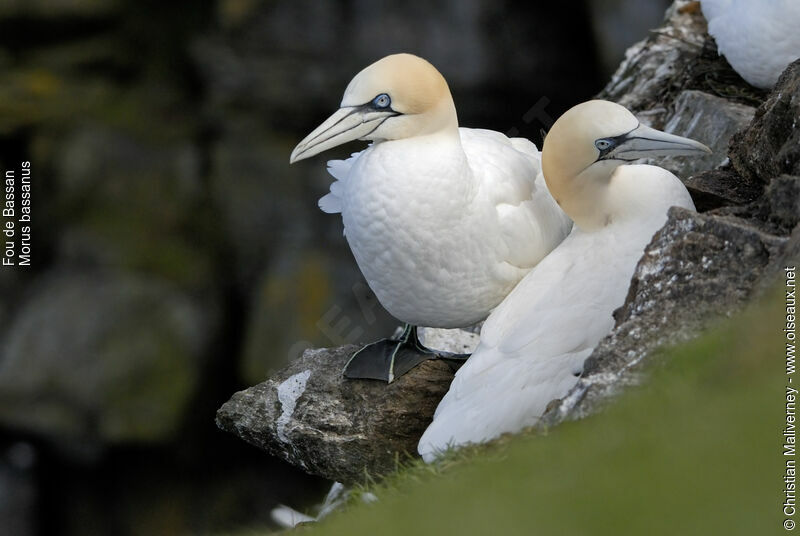 Fou de Bassanadulte nuptial, identification