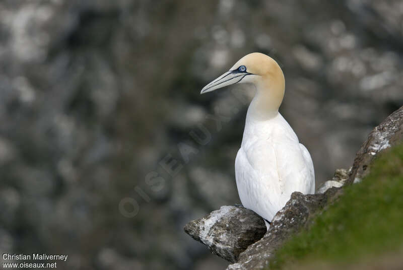 Fou de Bassanadulte nuptial, identification