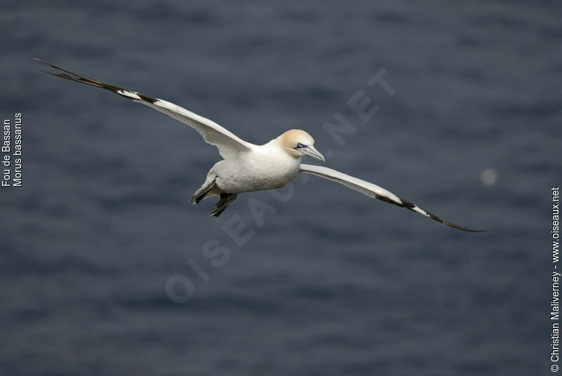 Northern Gannetadult breeding, Flight