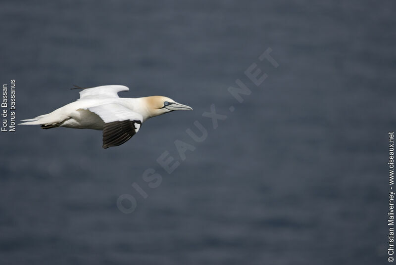 Northern Gannetadult breeding, Flight