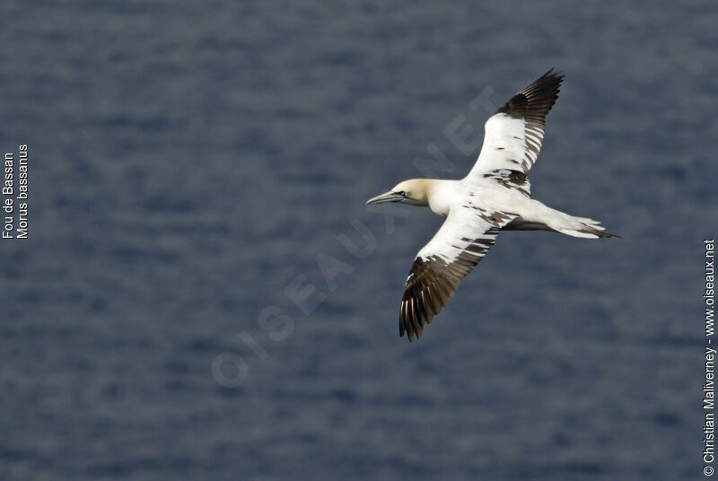 Northern Gannetsubadult, Flight