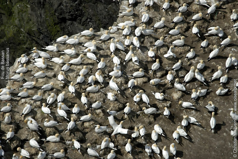 Northern Gannetadult breeding, Reproduction-nesting