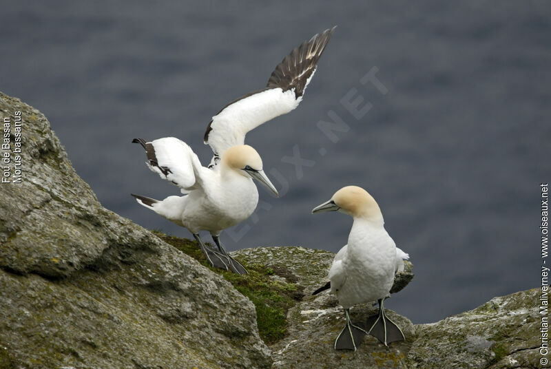 Northern Gannetadult breeding, Behaviour