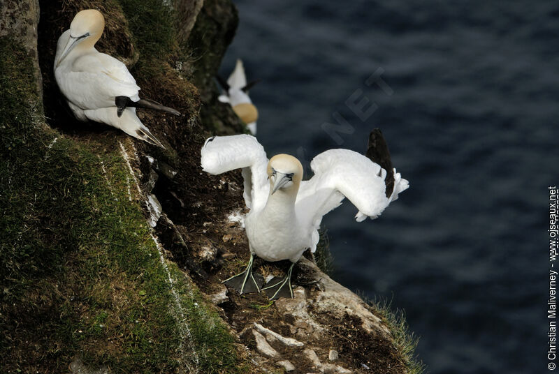 Fou de Bassanadulte nuptial, identification, Comportement