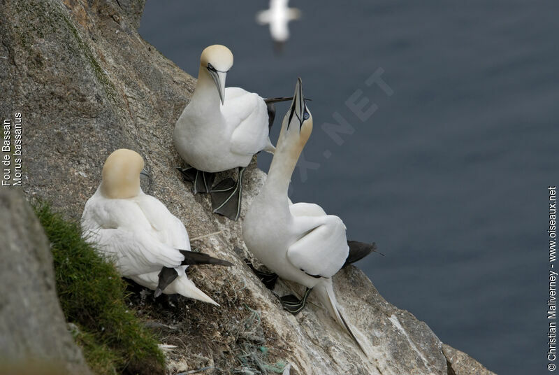 Northern Gannetadult breeding, identification, Behaviour