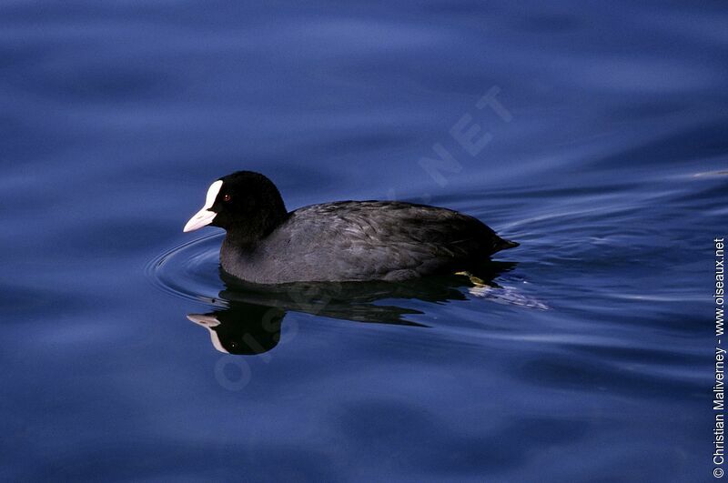 Eurasian Cootadult