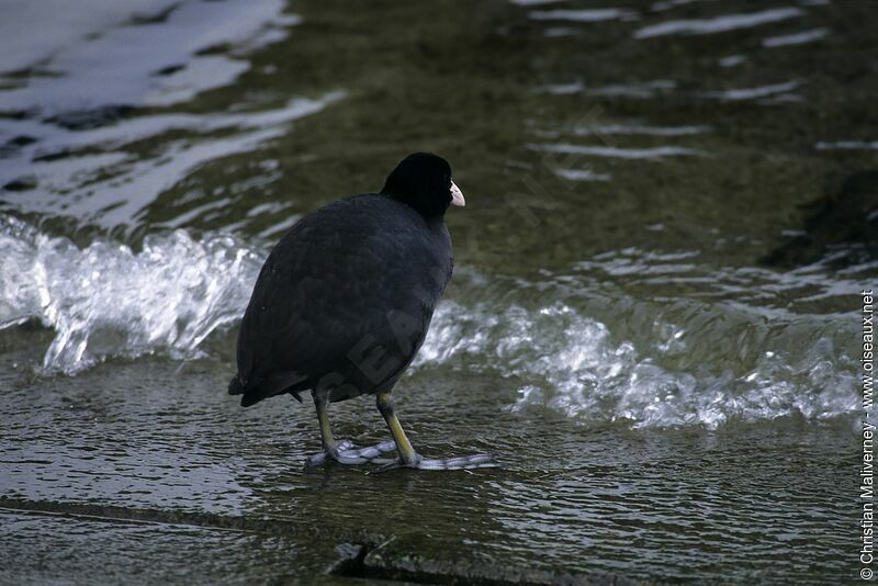 Eurasian Cootadult