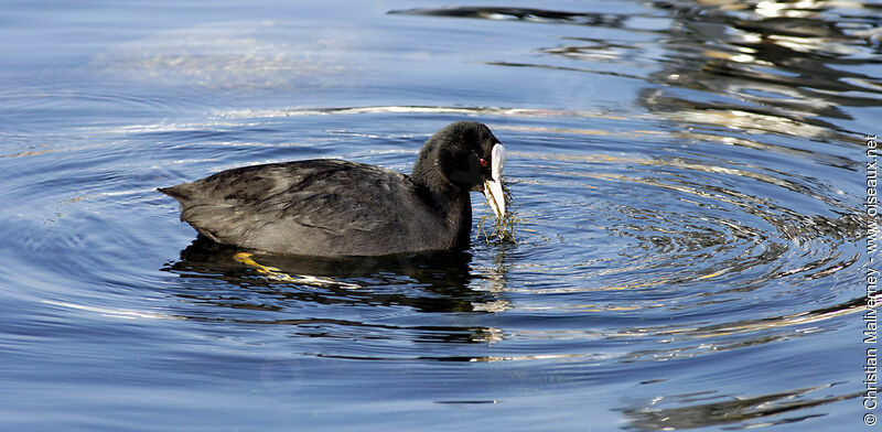 Eurasian Cootadult