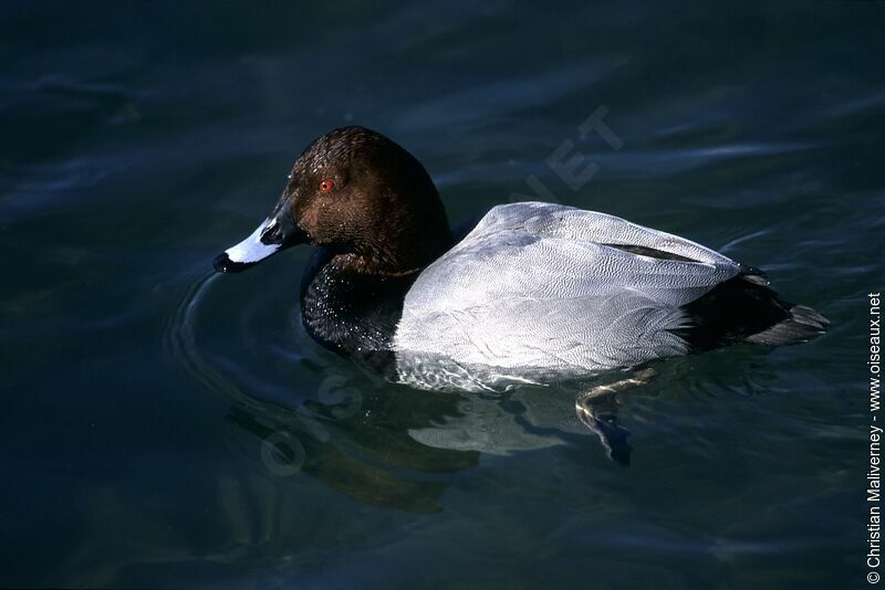 Common Pochard male adult post breeding