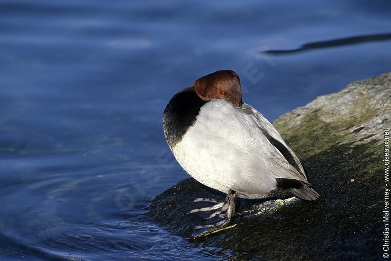 Common Pochard male adult post breeding