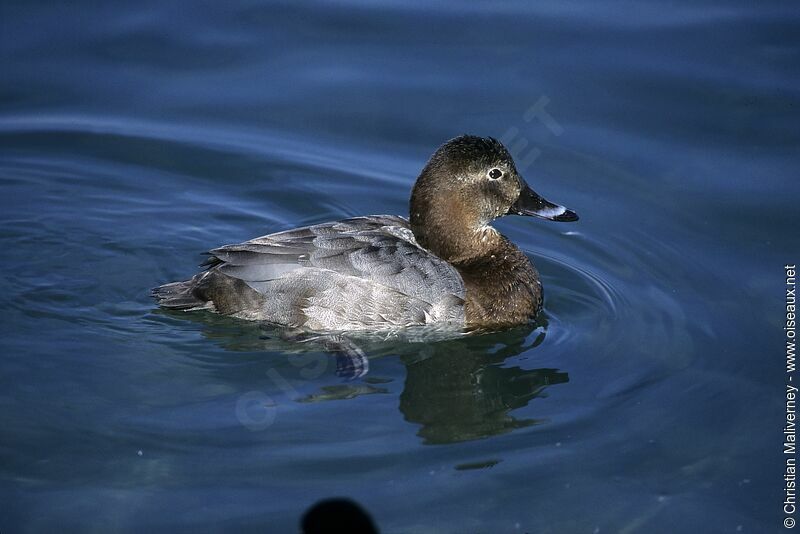 Common Pochard female adult post breeding