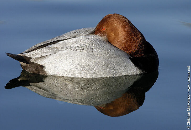 Common Pochard male adult