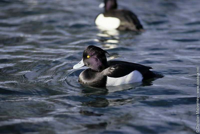 Tufted Duck male adult post breeding