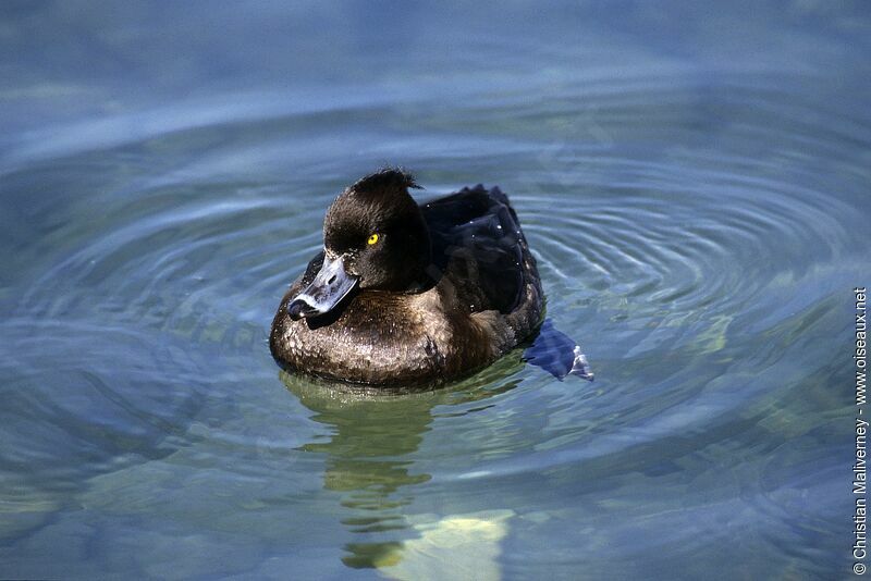 Tufted Duck female adult post breeding