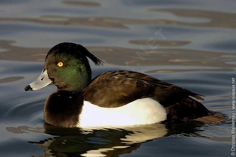 Tufted Duck male adult