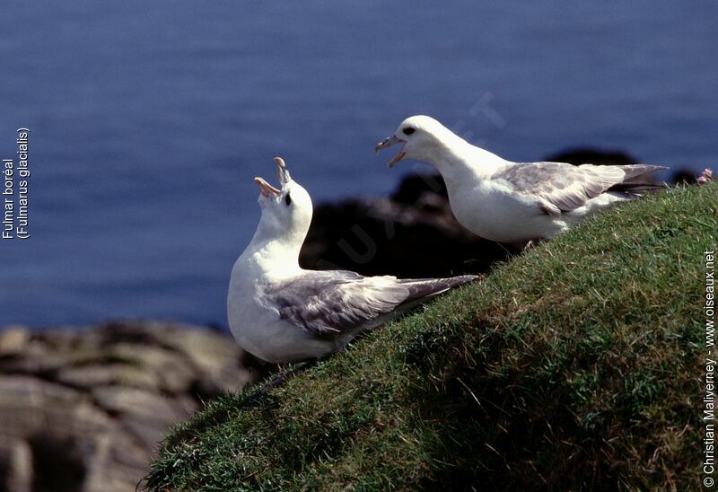 Northern Fulmar adult breeding, song, Behaviour