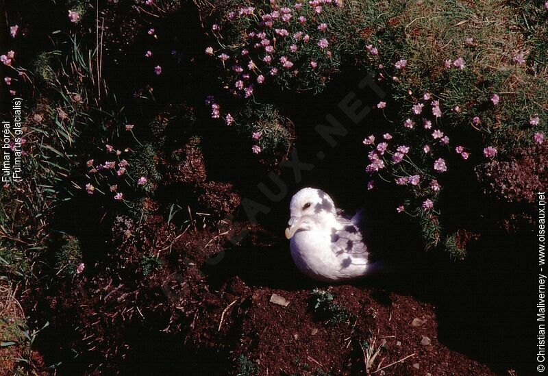 Fulmar boréaladulte nuptial, identification