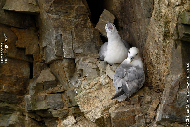 Northern Fulmar adult breeding, identification, Reproduction-nesting, song, Behaviour