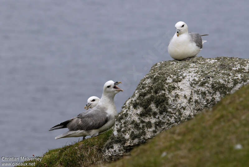 Fulmar boréaladulte, chant, Comportement