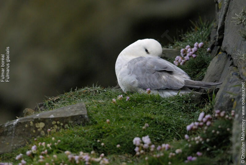 Fulmar boréaladulte nuptial, identification