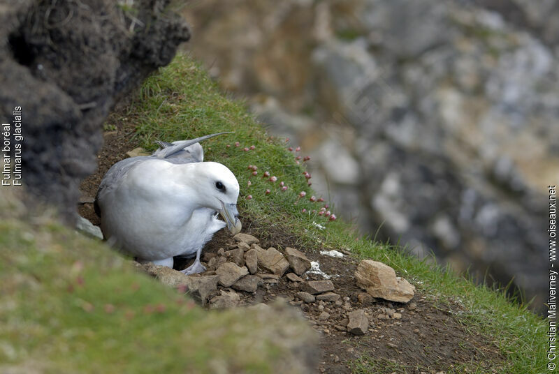 Fulmar boréaladulte nuptial, Nidification