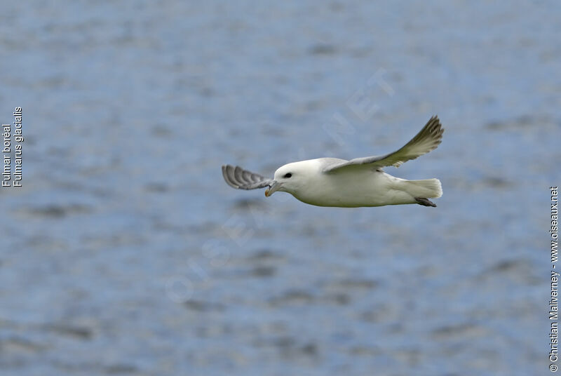 Fulmar boréaladulte nuptial, Vol