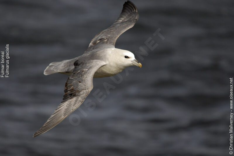 Fulmar boréaladulte nuptial, Vol