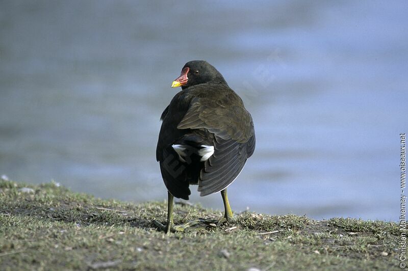 Gallinule poule-d'eauadulte