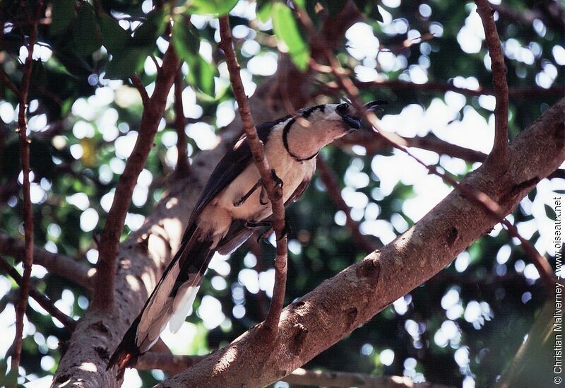 White-throated Magpie-Jayadult