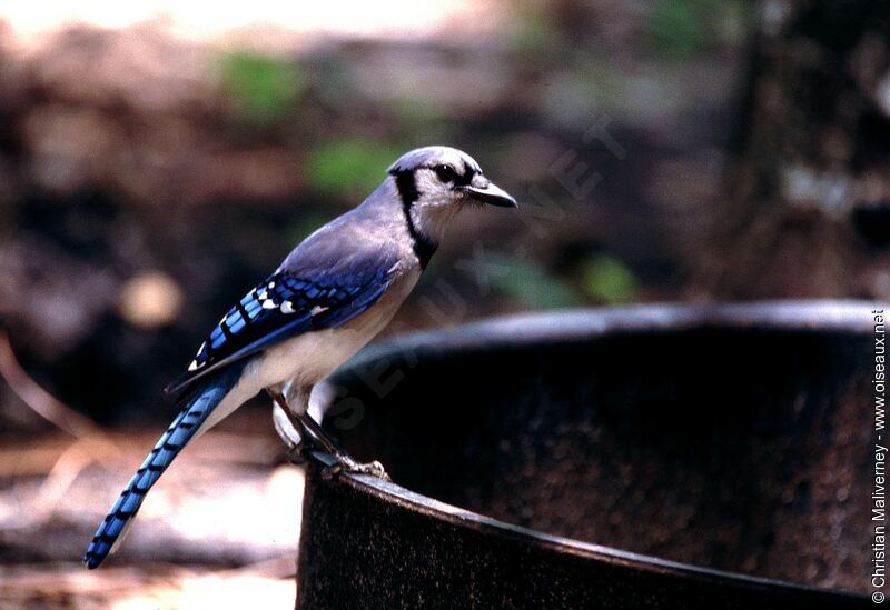 Blue Jayadult