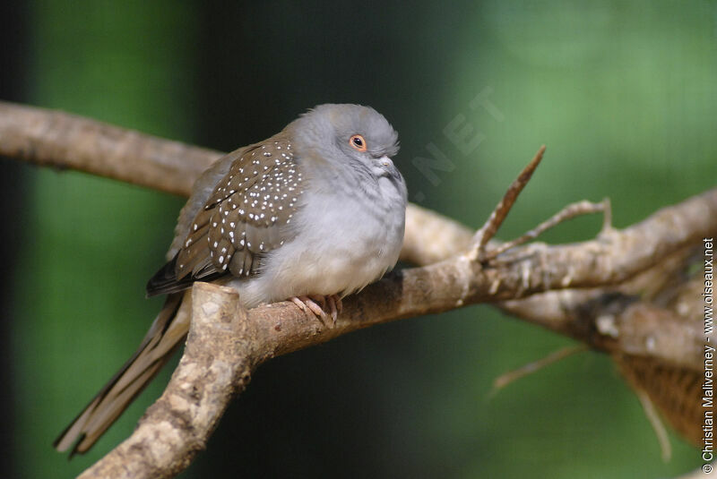 Diamond Doveadult, identification