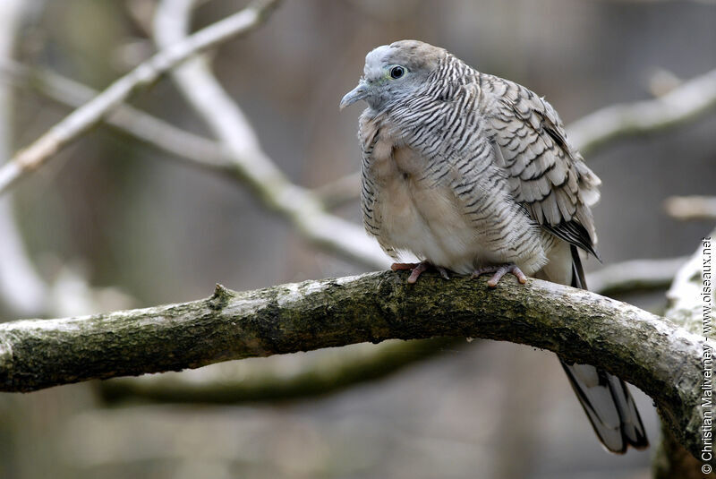 Zebra Doveadult, identification