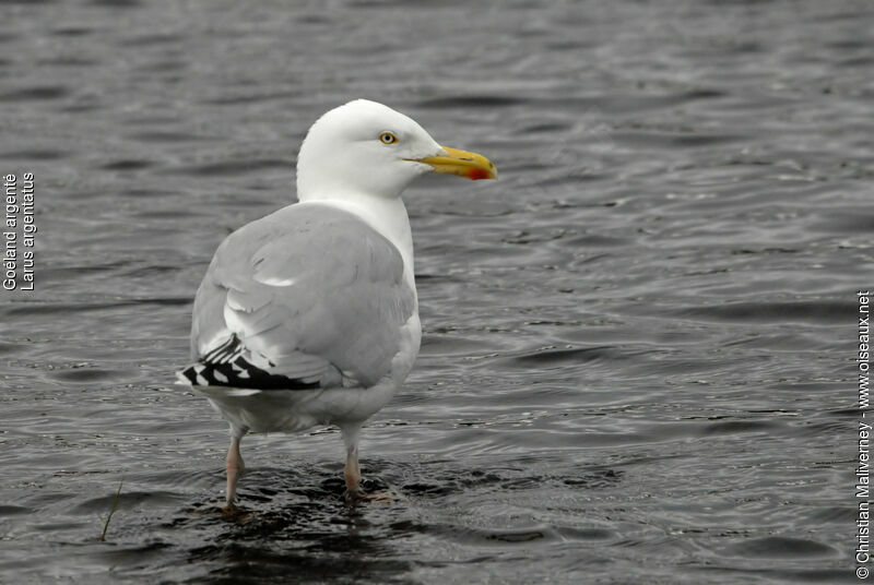 European Herring Gulladult breeding, identification