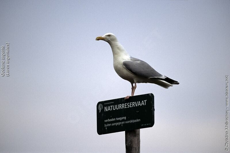 European Herring Gulladult breeding, identification