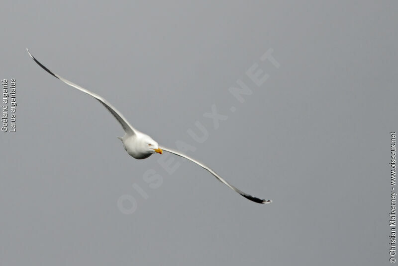 European Herring Gulladult breeding, Flight