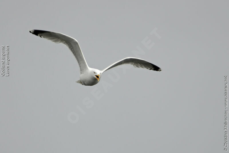 European Herring Gulladult breeding, Flight