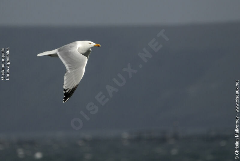 European Herring Gulladult breeding, Flight