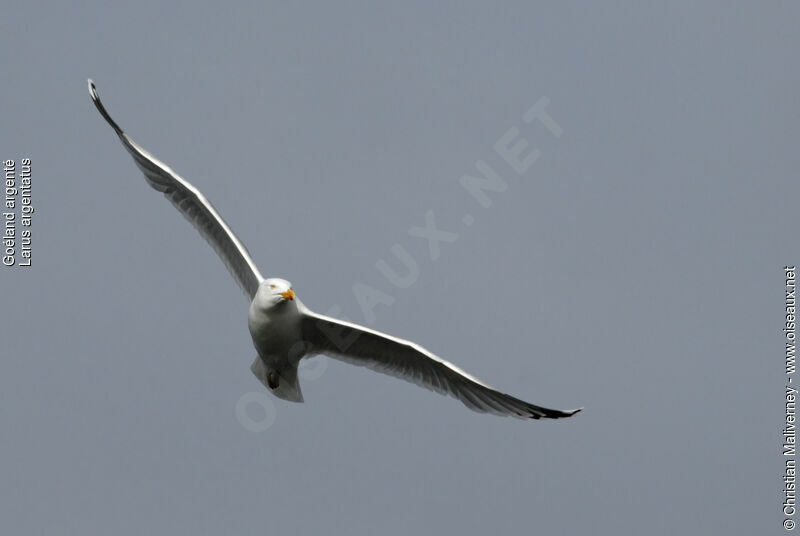 European Herring Gulladult breeding, Flight