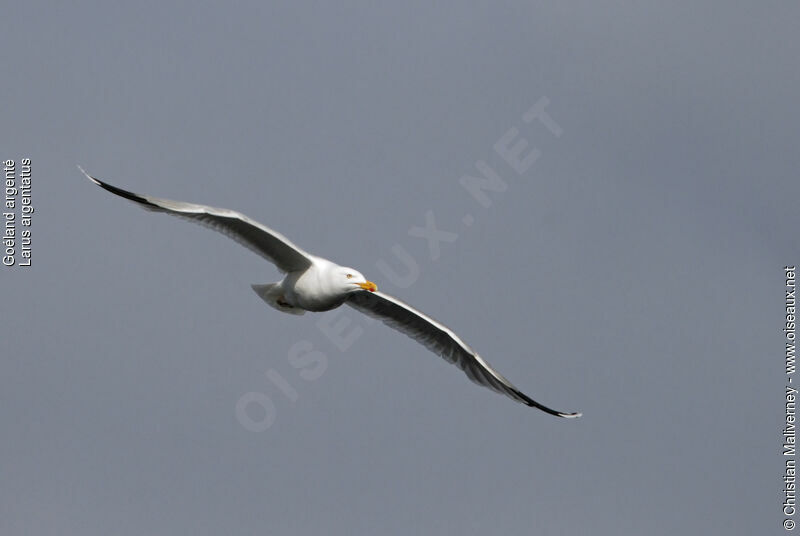 European Herring Gulladult breeding, Flight